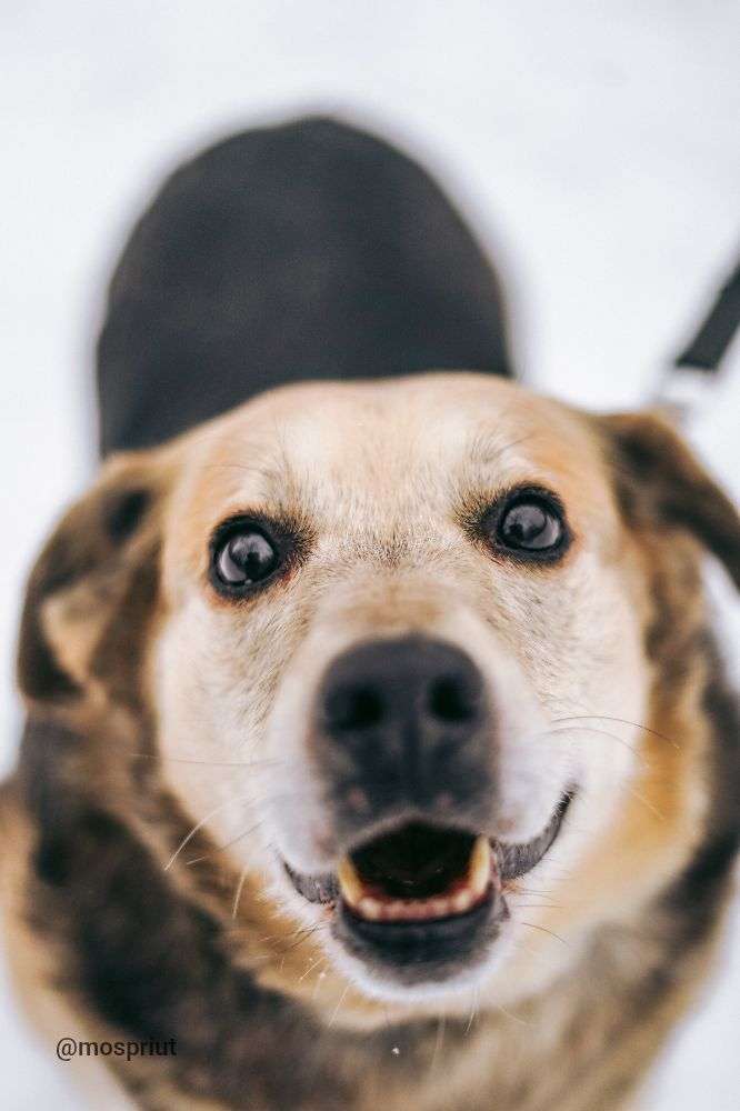 СОБАКА ПЛЮША  из приюта Дубовая Роща для бездомных животных, Москва и Московская область | mospriut