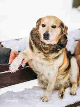 Приют для бездомных животных в Москве и Московской области | Взять собаку или кошку из приюта - mospriut