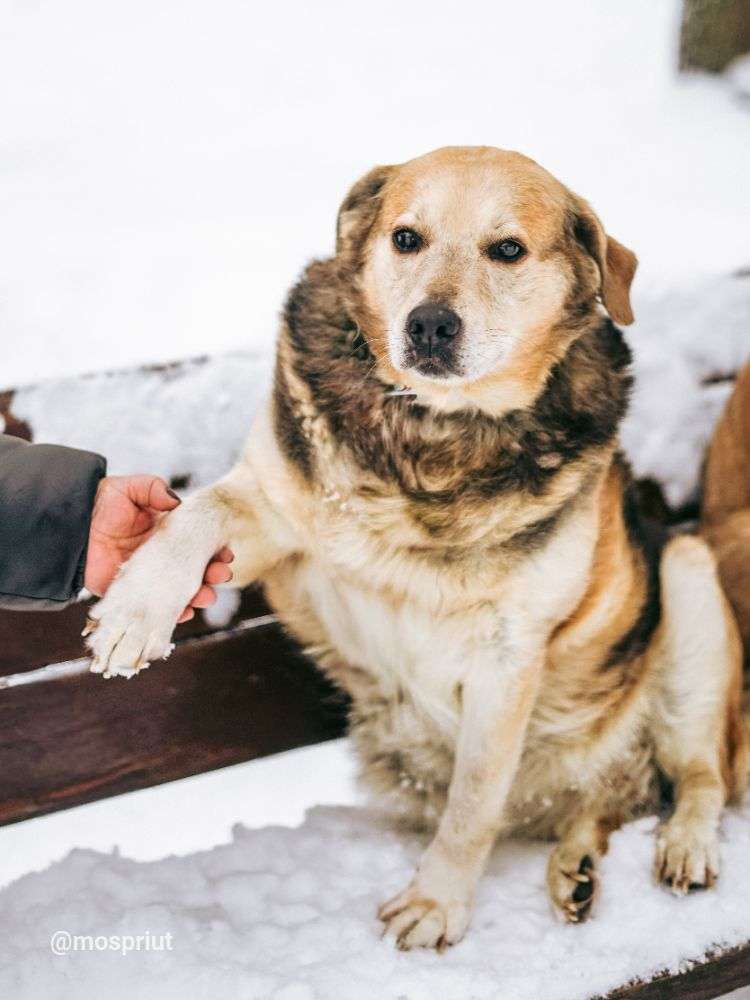 СОБАКА ПЛЮША  из приюта Дубовая Роща для бездомных животных, Москва и Московская область | mospriut