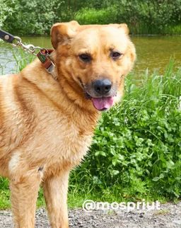 собака Цезарь из приюта ищет дом