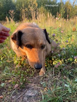 собака Лайза из приюта ищет дом