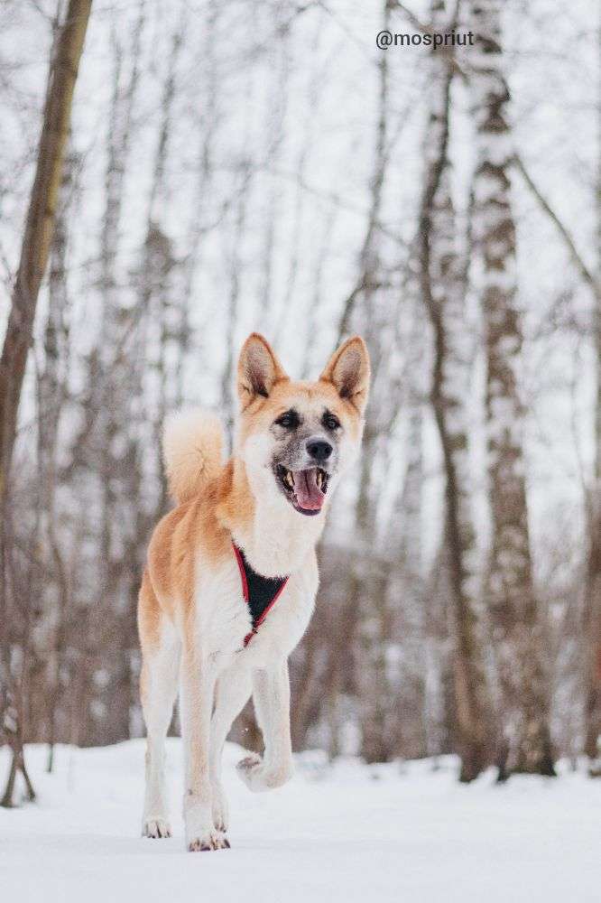 СОБАКА ГЕРМИОНА  из приюта Красная сосна для бездомных животных, Москва и Московская область | mospriut