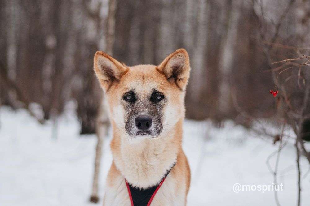 СОБАКА ГЕРМИОНА  из приюта Красная сосна для бездомных животных, Москва и Московская область | mospriut