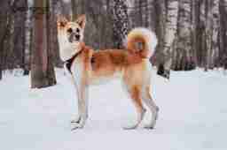 Приют для бездомных животных в Москве и Московской области | Взять собаку или кошку из приюта - mospriut