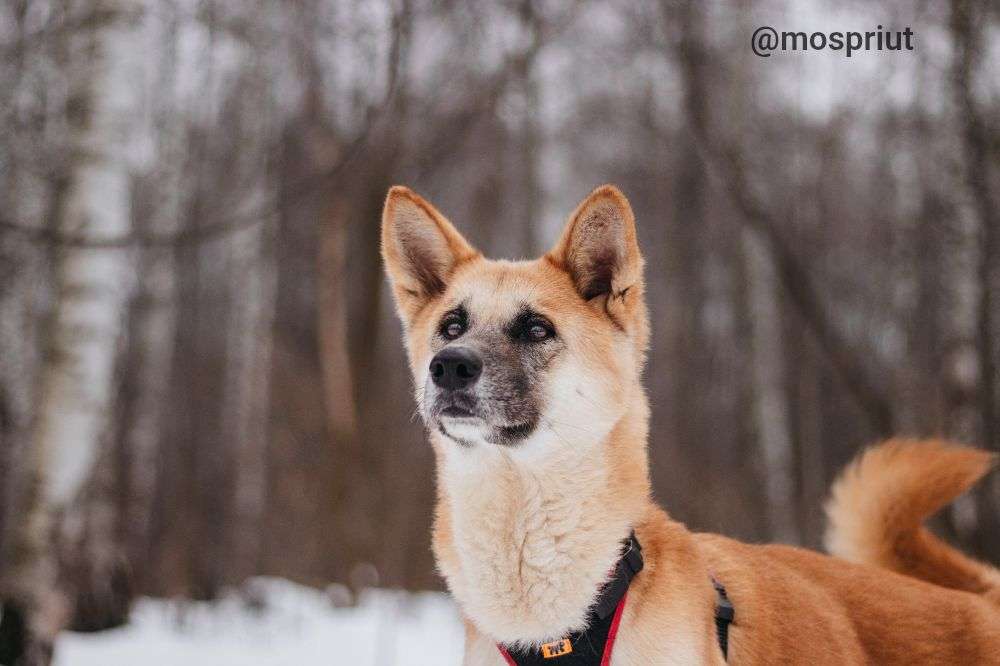 СОБАКА ГЕРМИОНА  из приюта Красная сосна для бездомных животных, Москва и Московская область | mospriut