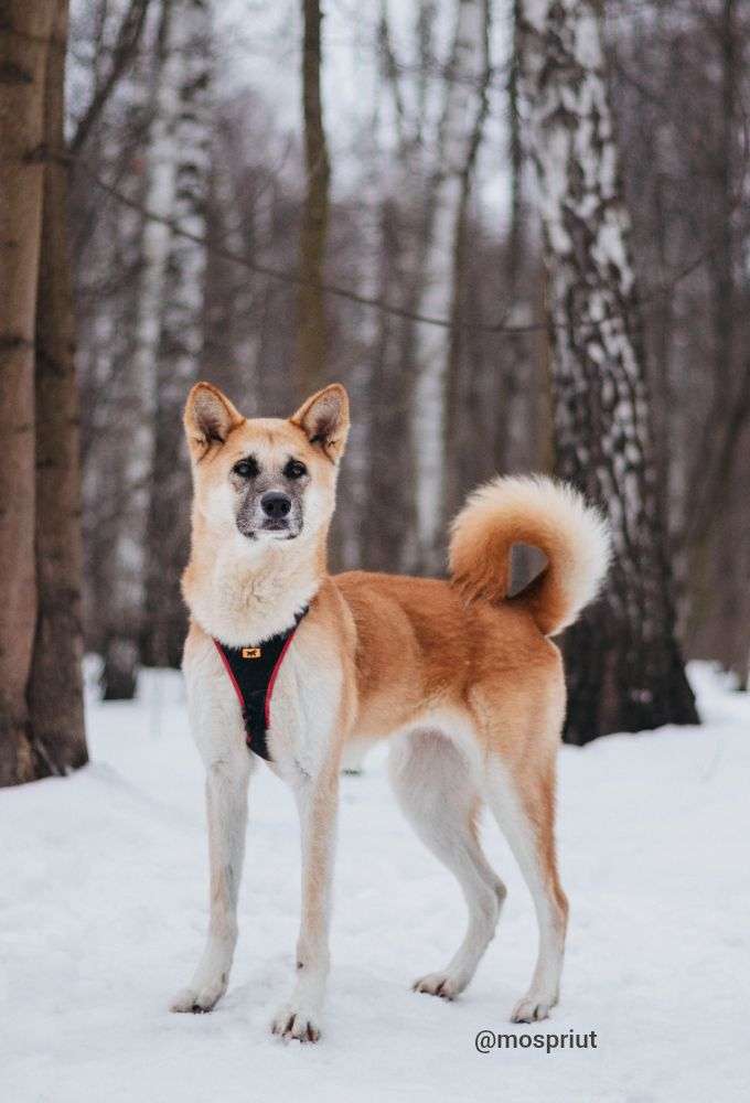 СОБАКА ГЕРМИОНА  из приюта Красная сосна для бездомных животных, Москва и Московская область | mospriut