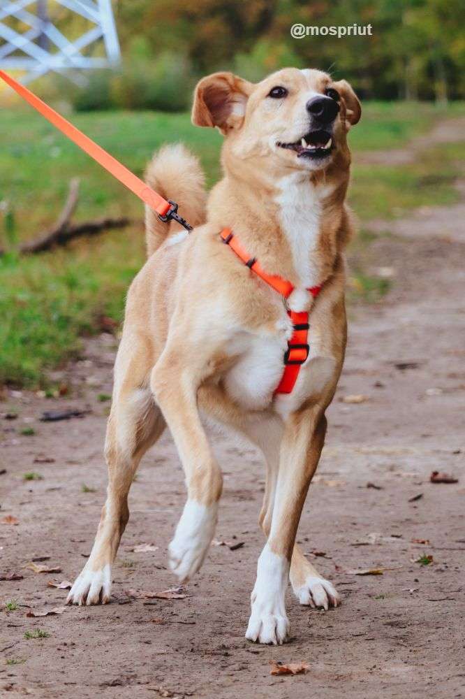 СОБАКА ЖАК из приюта Щербинка для бездомных животных, Москва и Московская область | mospriut