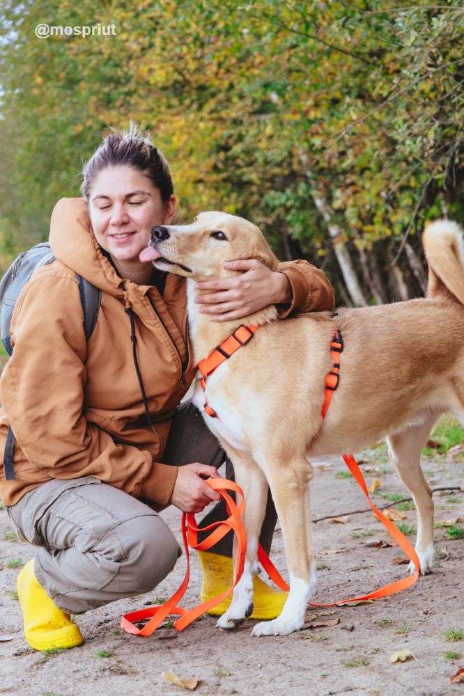СОБАКА ЖАК из приюта Щербинка для бездомных животных, Москва и Московская область | mospriut