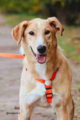 Приют для бездомных животных в Москве и Московской области | Взять собаку или кошку из приюта - mospriut