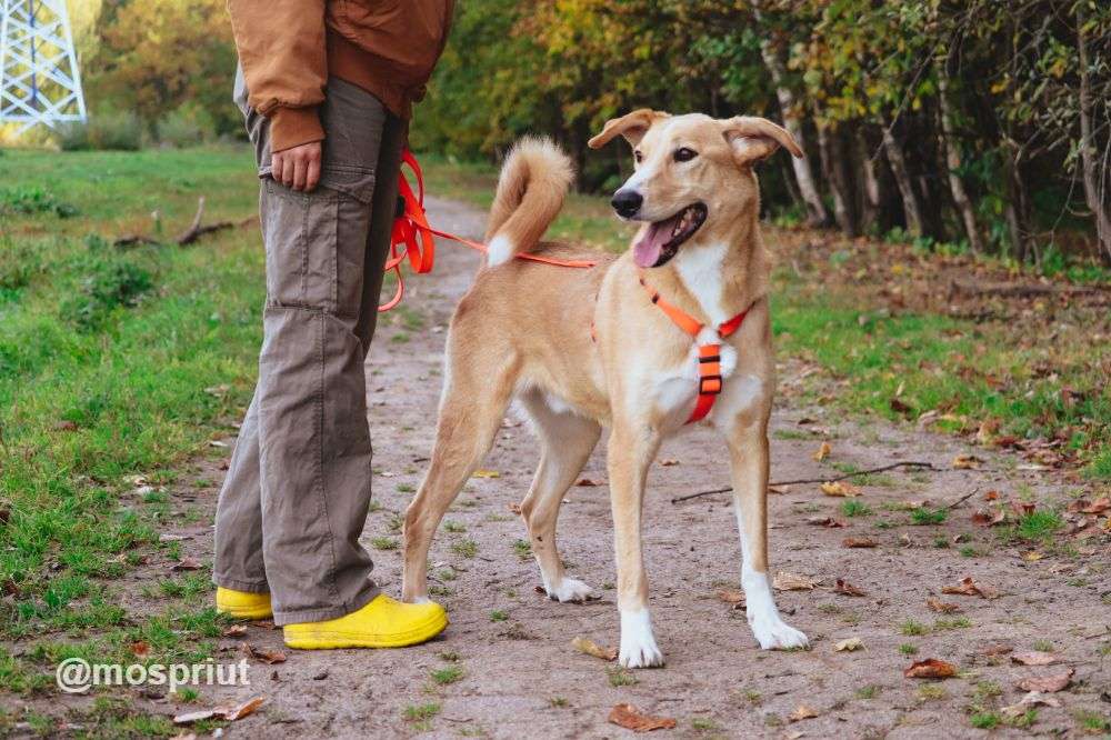 СОБАКА ЖАК из приюта Щербинка для бездомных животных, Москва и Московская область | mospriut