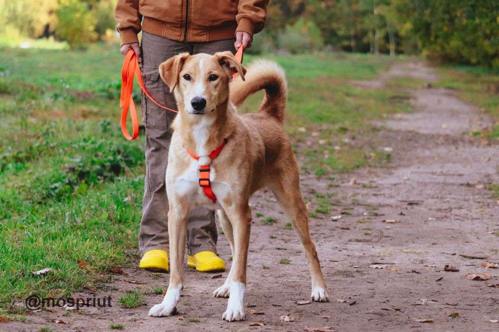 СОБАКА ЖАК из приюта Щербинка для бездомных животных, Москва и Московская область | mospriut