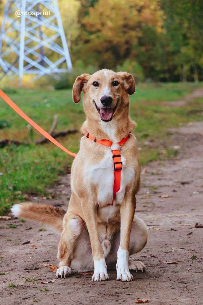 СОБАКА ЖАК из приюта Щербинка для бездомных животных, Москва и Московская область | mospriut