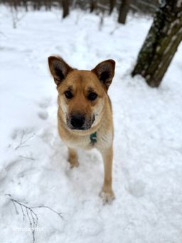 собака Мона из приюта ищет дом