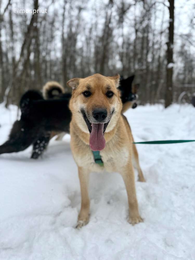 СОБАКА МОНА  из приюта Щербинка для бездомных животных, Москва и Московская область | mospriut