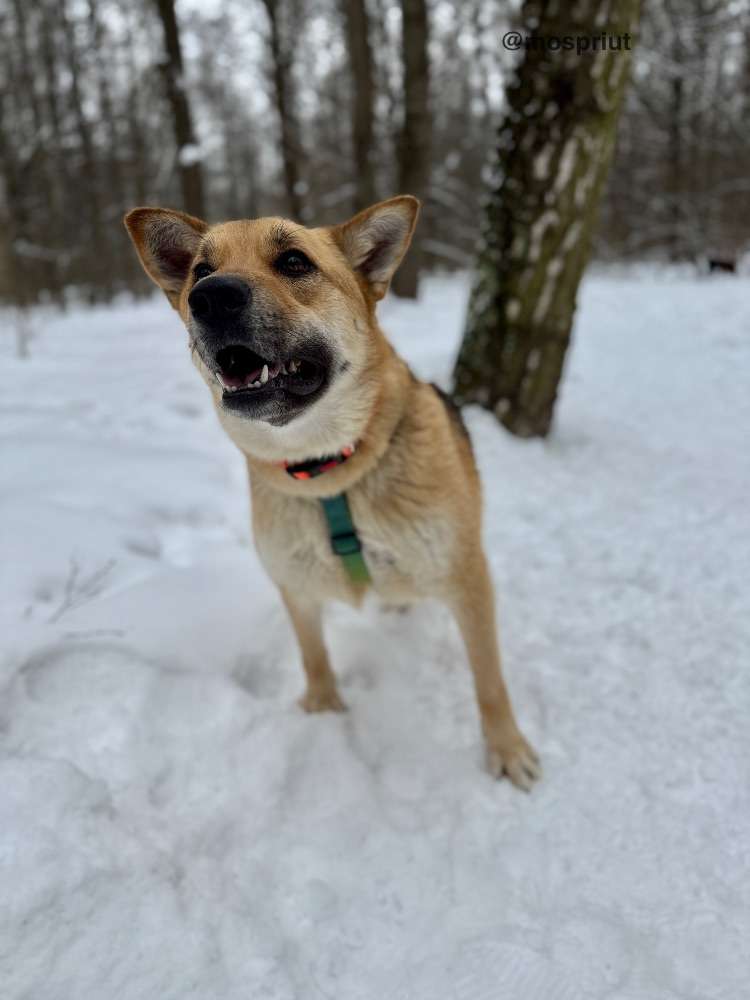 СОБАКА МОНА  из приюта Щербинка для бездомных животных, Москва и Московская область | mospriut