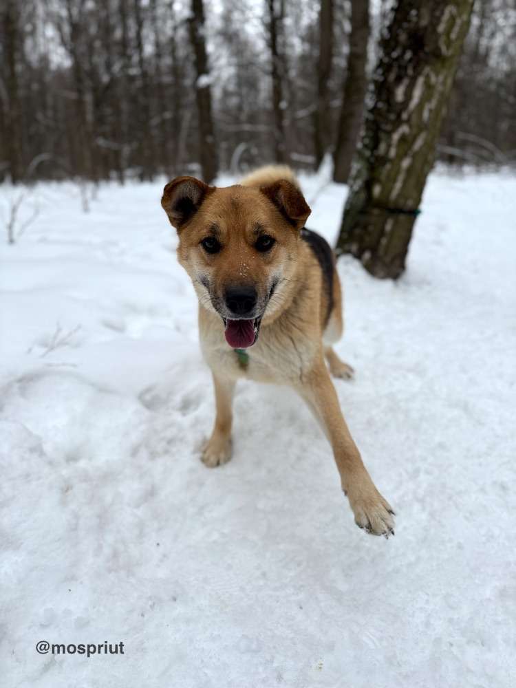 СОБАКА МОНА  из приюта Щербинка для бездомных животных, Москва и Московская область | mospriut