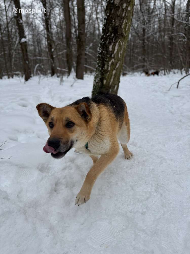СОБАКА МОНА  из приюта Щербинка для бездомных животных, Москва и Московская область | mospriut