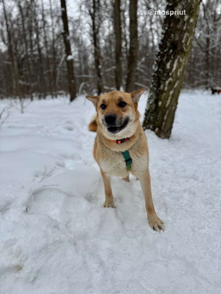 СОБАКА МОНА  из приюта Щербинка для бездомных животных, Москва и Московская область | mospriut