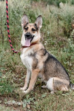 собака Любава из приюта ищет дом