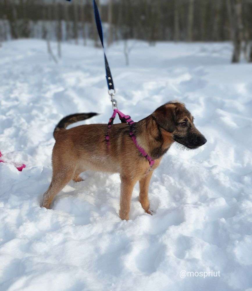 СОБАКА ДУСЯ  из приюта Щербинка для бездомных животных, Москва и Московская область | mospriut