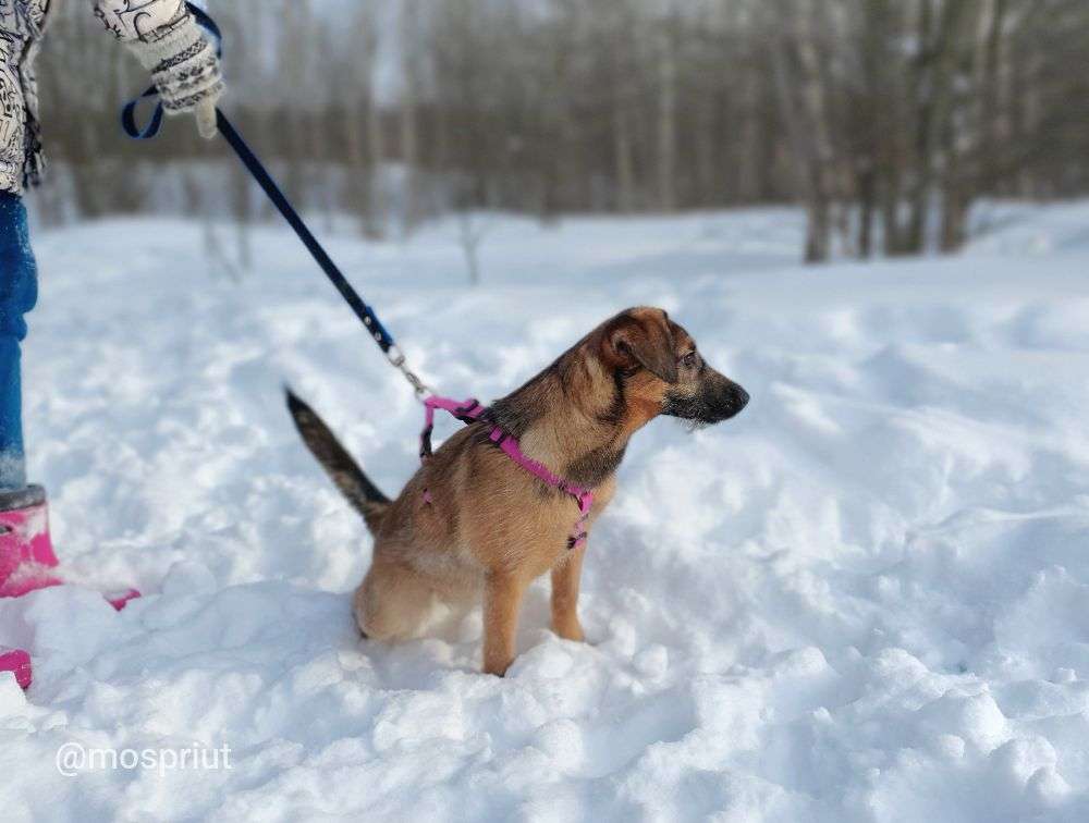 СОБАКА ДУСЯ  из приюта Щербинка для бездомных животных, Москва и Московская область | mospriut
