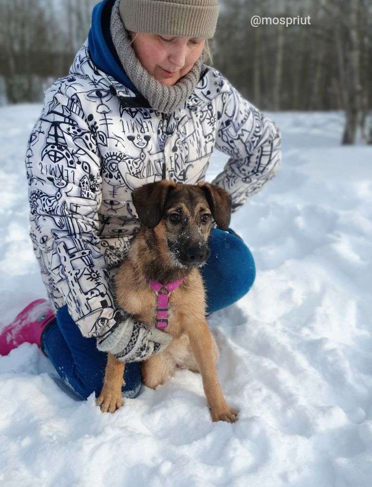 СОБАКА ДУСЯ  из приюта Щербинка для бездомных животных, Москва и Московская область | mospriut