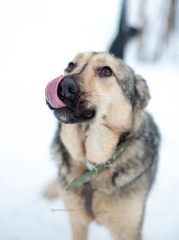 собака Кнопа из приюта ищет дом