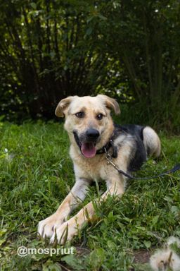 собака Барон из приюта ищет дом