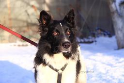 собака Портос из приюта ищет дом