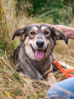 собака Бьюти из приюта ищет дом