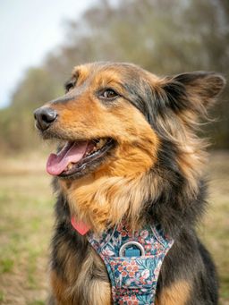 собака Пенни из приюта ищет дом