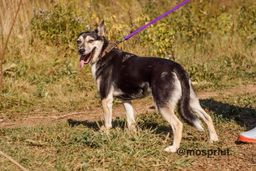 собака Бантик из приюта ищет дом