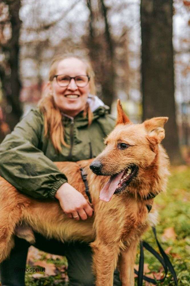 СОБАКА БОНО  из приюта Дубовая Роща для бездомных животных, Москва и Московская область | mospriut