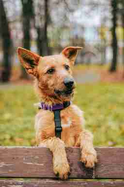 Приют для бездомных животных в Москве и Московской области | Взять собаку или кошку из приюта - mospriut