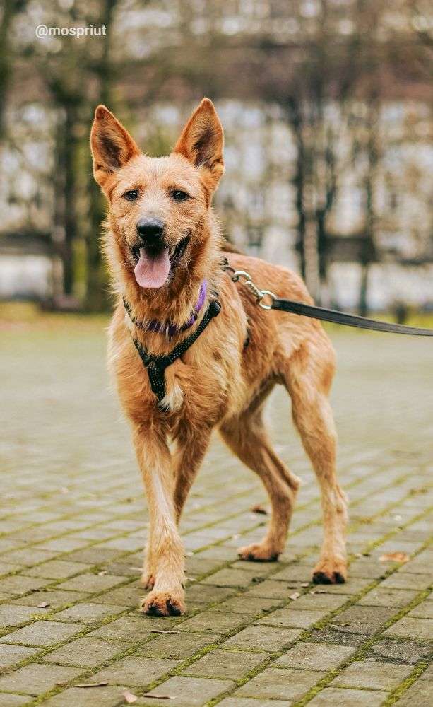 СОБАКА БОНО  из приюта Дубовая Роща для бездомных животных, Москва и Московская область | mospriut