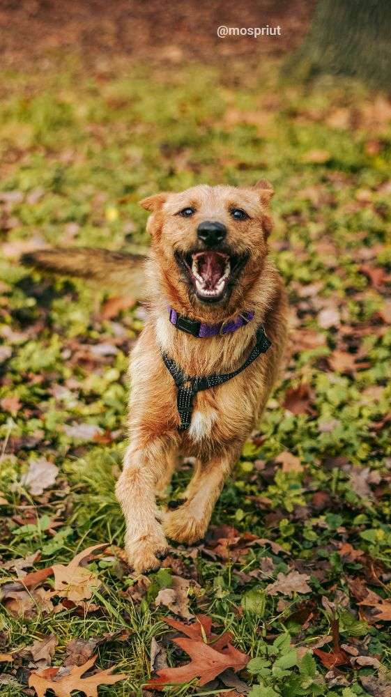 СОБАКА БОНО  из приюта Дубовая Роща для бездомных животных, Москва и Московская область | mospriut