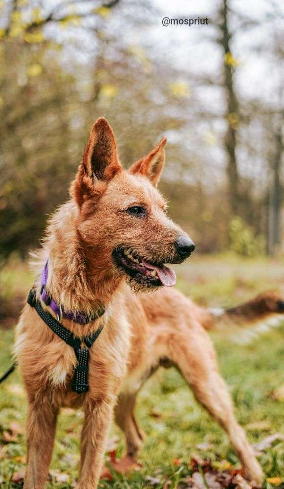 СОБАКА БОНО  из приюта Дубовая Роща для бездомных животных, Москва и Московская область | mospriut