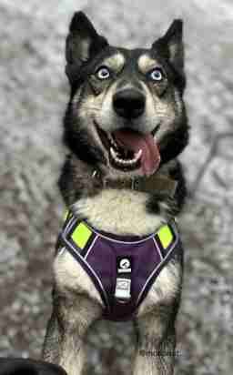 Приют для бездомных животных в Москве и Московской области | Взять собаку или кошку из приюта - mospriut