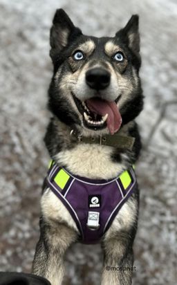 собака Исса из приюта ищет дом