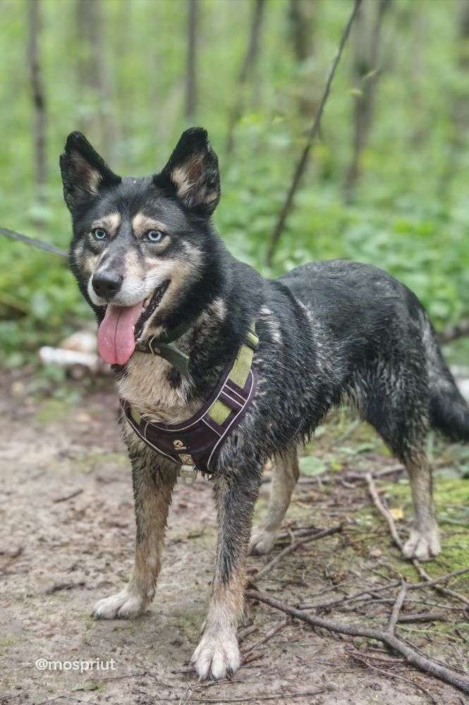 СОБАКА ИССА  из приюта Щербинка для бездомных животных, Москва и Московская область | mospriut