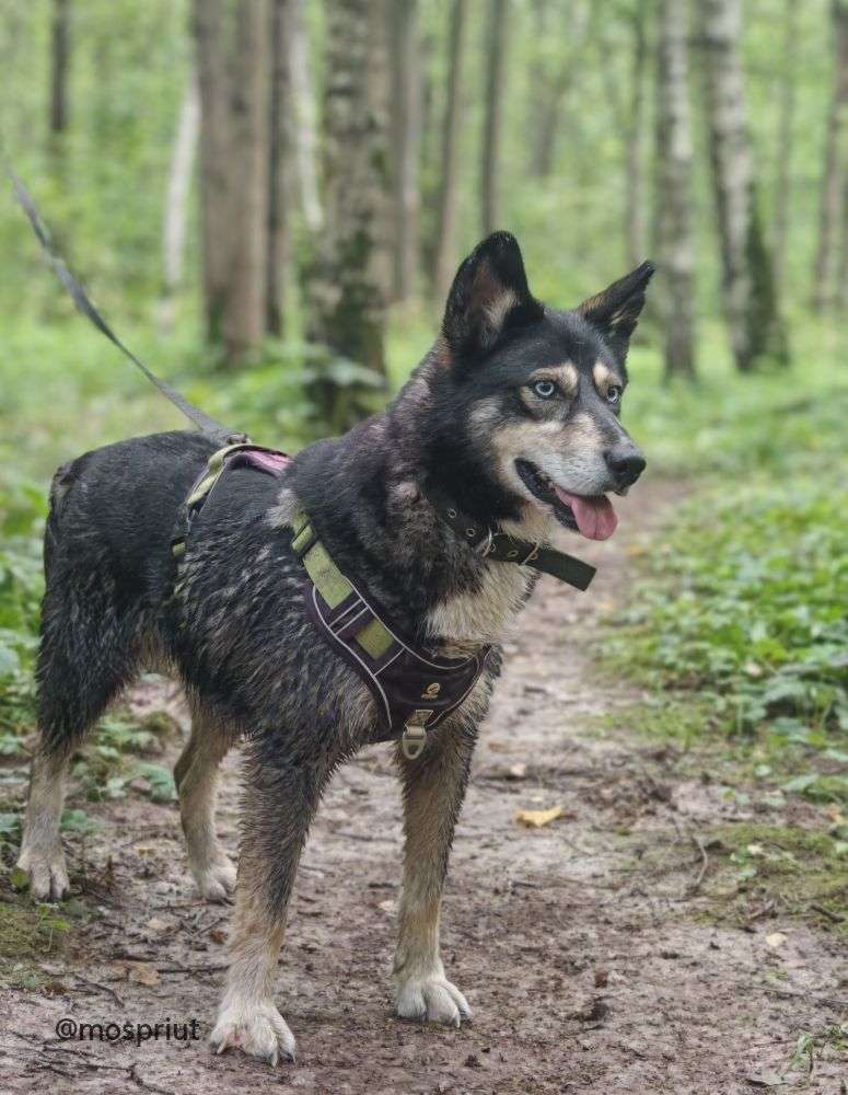 СОБАКА ИССА  из приюта Щербинка для бездомных животных, Москва и Московская область | mospriut