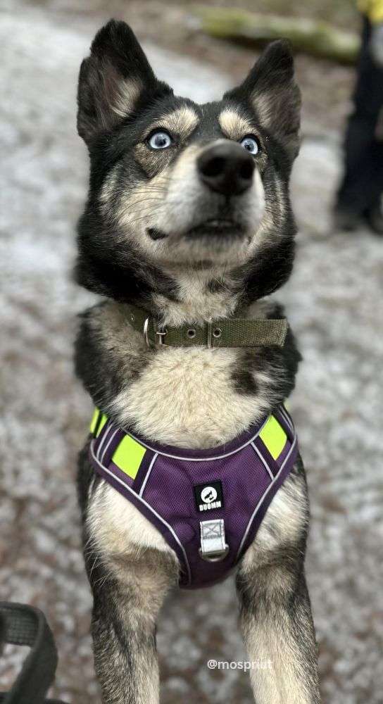 СОБАКА ИССА  из приюта Щербинка для бездомных животных, Москва и Московская область | mospriut