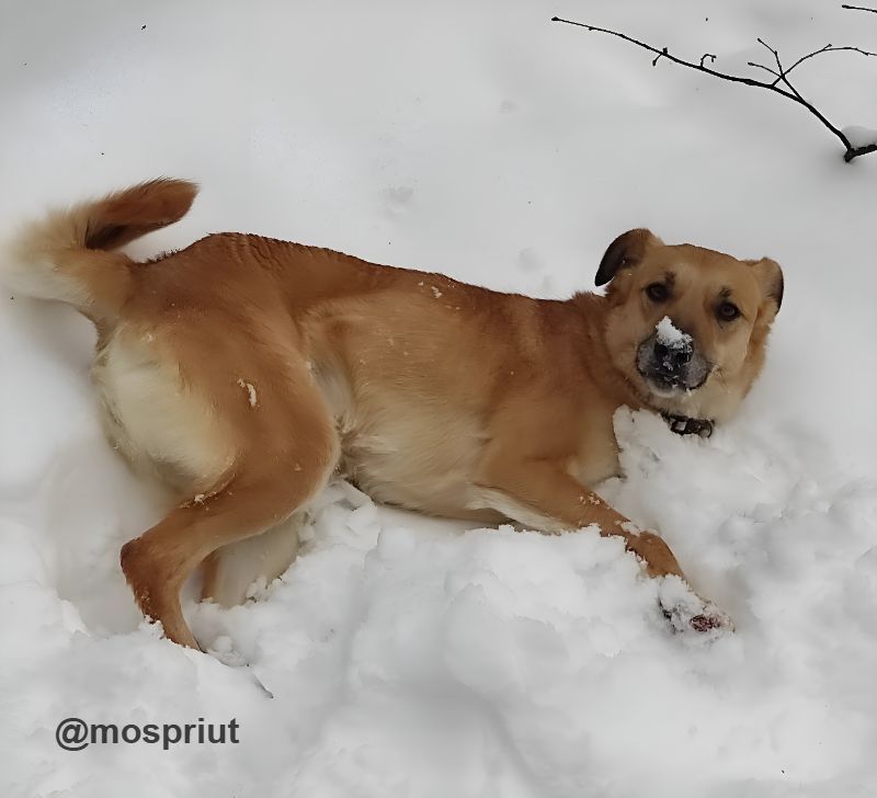 СОБАКА ЛИЛИ  из приюта Щербинка для бездомных животных, Москва и Московская область | mospriut