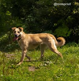 собака Лили из приюта ищет дом