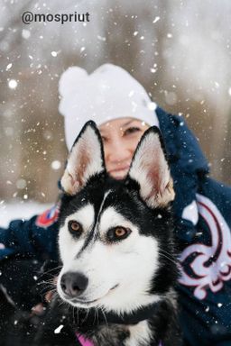 собака Мишель  из приюта ищет дом