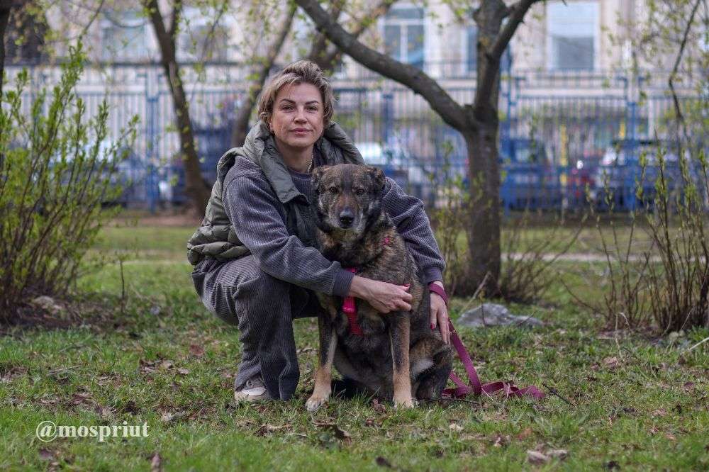 СОБАКА ДУСЯ  из приюта Дубовая Роща для бездомных животных, Москва и Московская область | mospriut