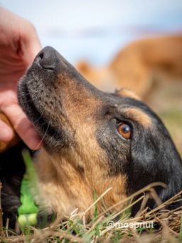 собака Юми из приюта ищет дом