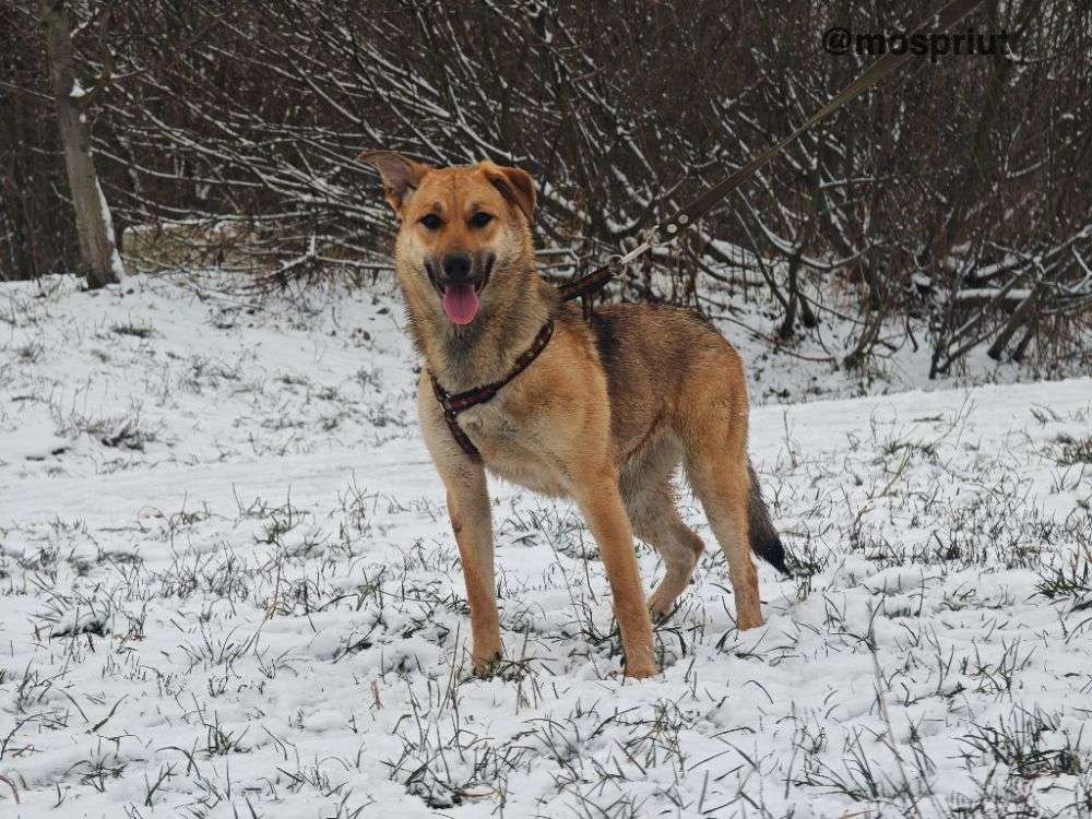 СОБАКА ЭНДЖИ  из приюта Щербинка для бездомных животных, Москва и Московская область | mospriut