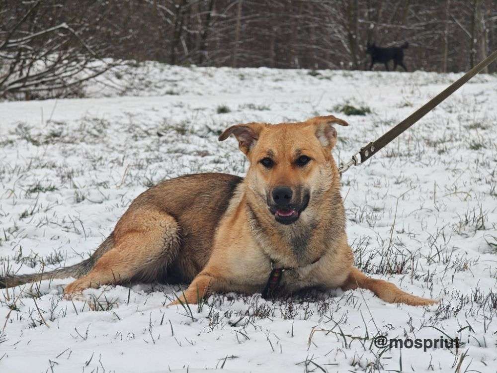 СОБАКА ЭНДЖИ  из приюта Щербинка для бездомных животных, Москва и Московская область | mospriut