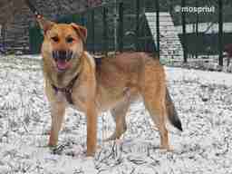 Приют для бездомных животных в Москве и Московской области | Взять собаку или кошку из приюта - mospriut